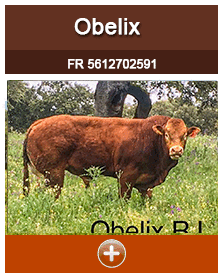 obelix