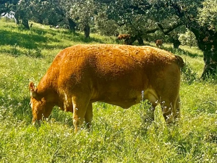 portera-vaca-limusina-lechera-desarrollo-muscular-facilidad-parto