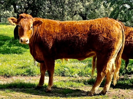 teofila-vaca-limusina-lechera-desarrollo-muscular-facilidad-parto