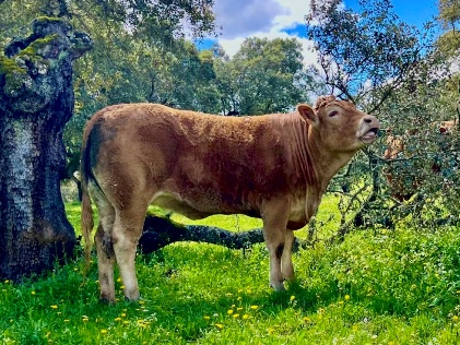 tiamaria-vaca-limusina-lechera-desarrollo-muscular-facilidad-parto