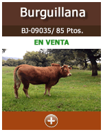 Burguillana